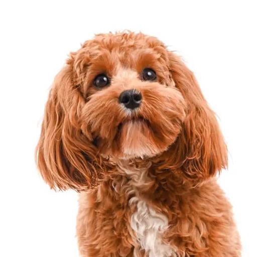 toy poodle
