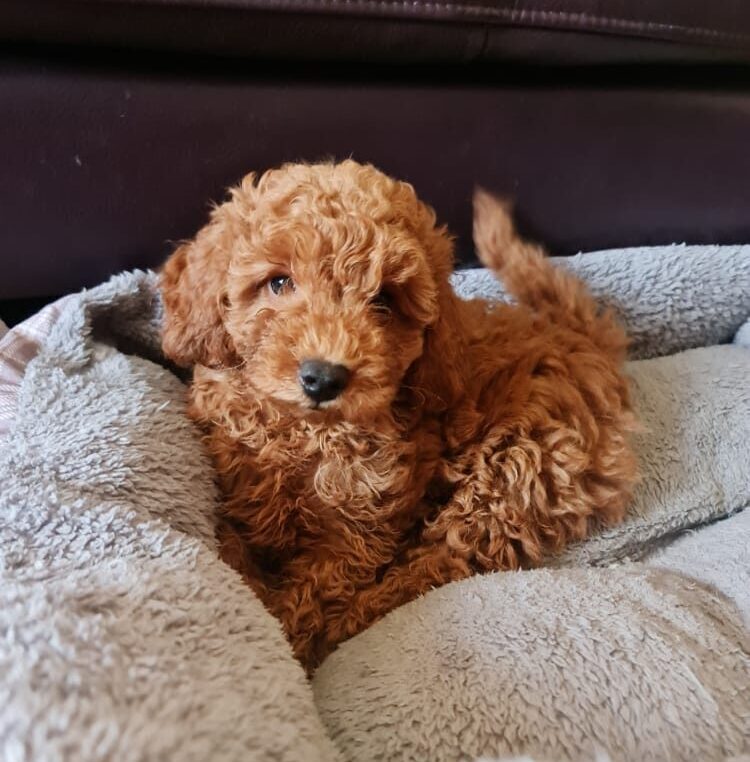 Cavapoo puppy- Doris