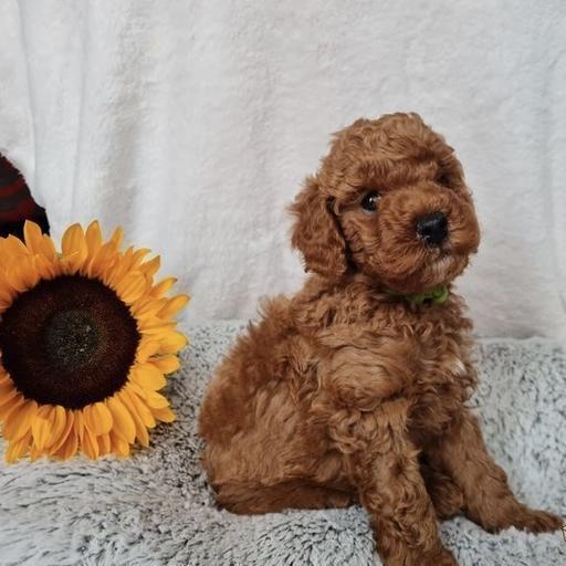 Toy poodle- Jamie