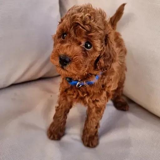 Toy Poodle- Charlie
