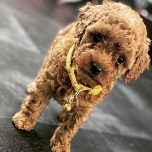 Cavapoo puppy- Rex