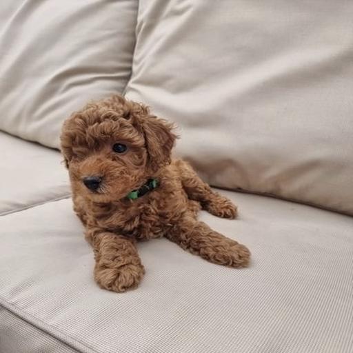 Toy poodle-Denise