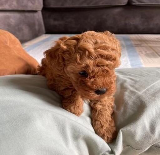 Toy poodle-Rebecca