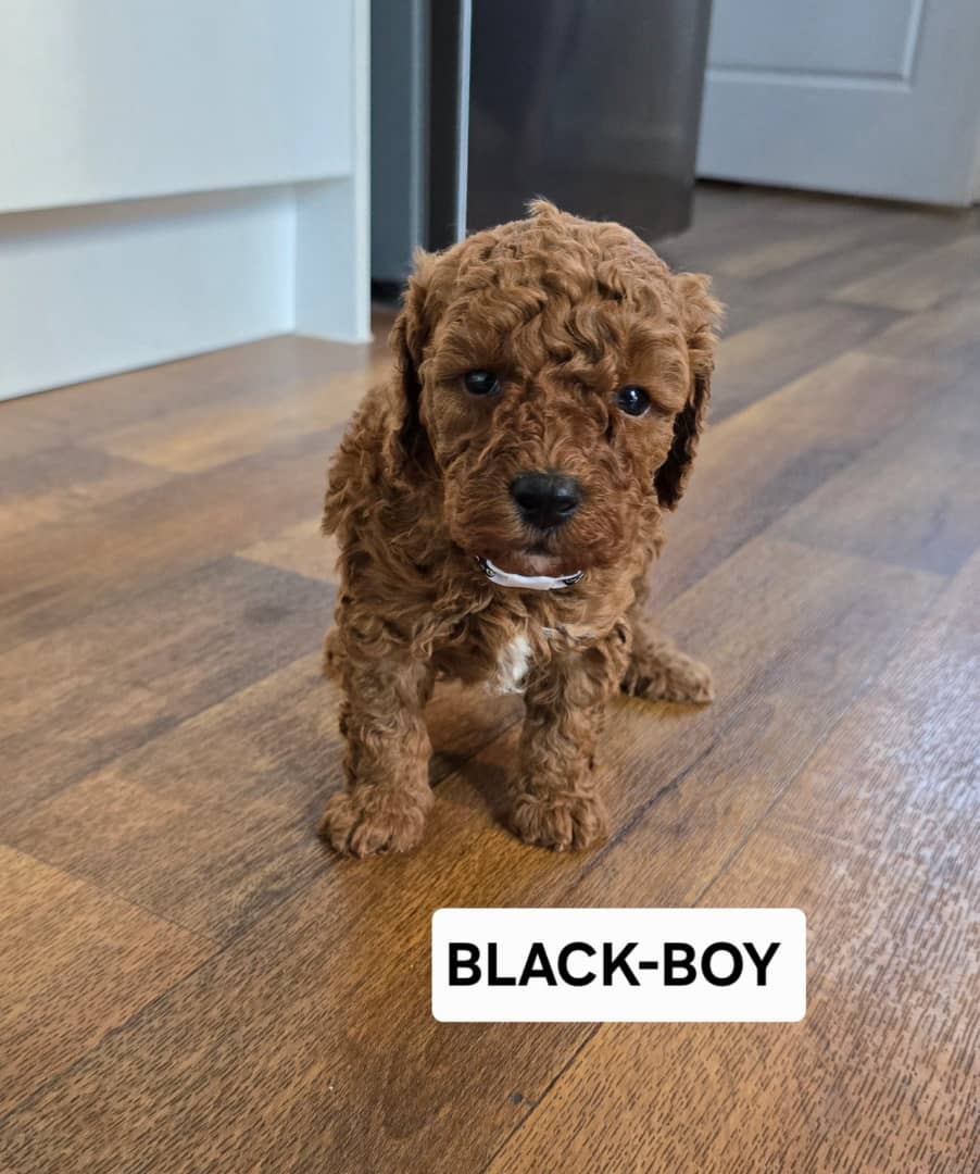 Toy poodle black boy