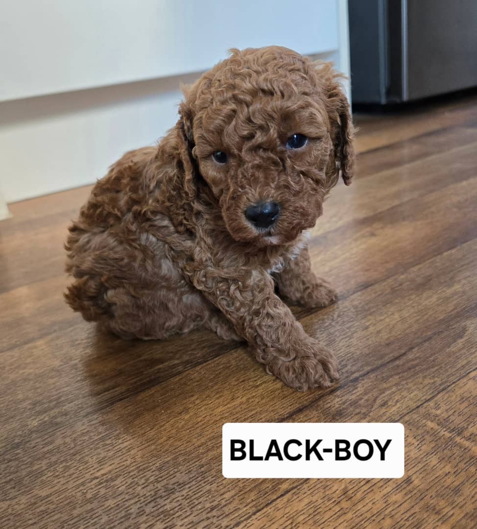 Toy poodle black boy