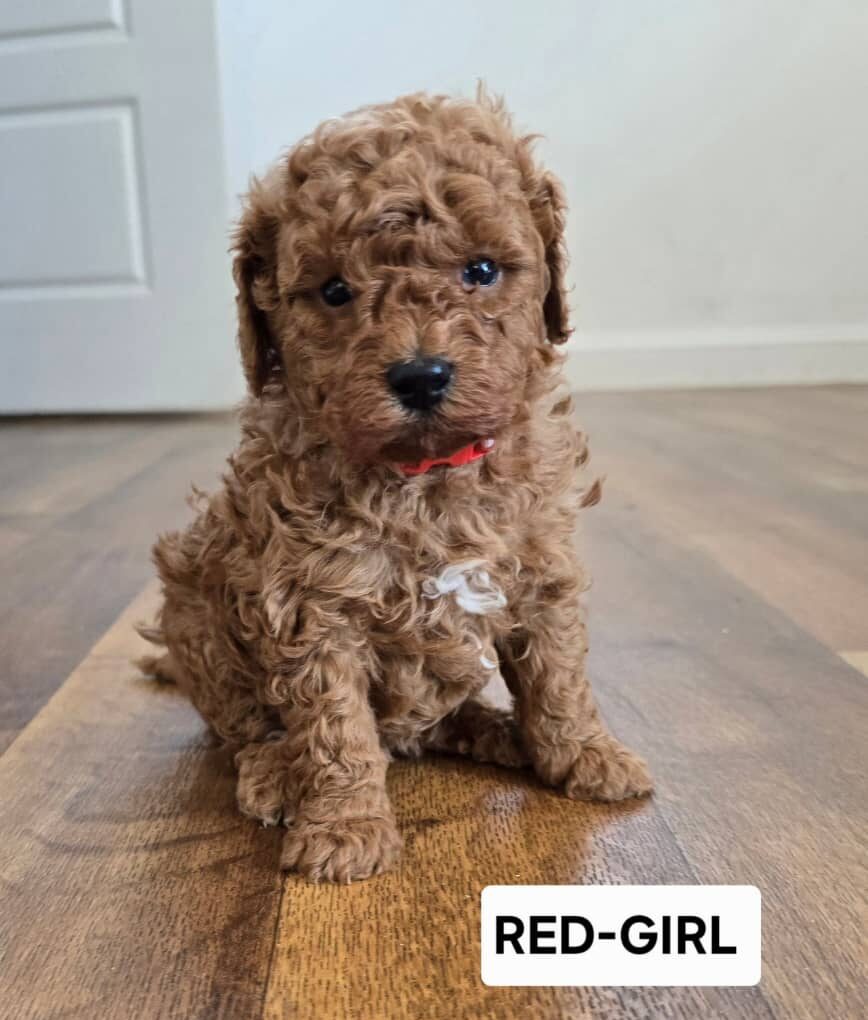 Toy poodle red girl