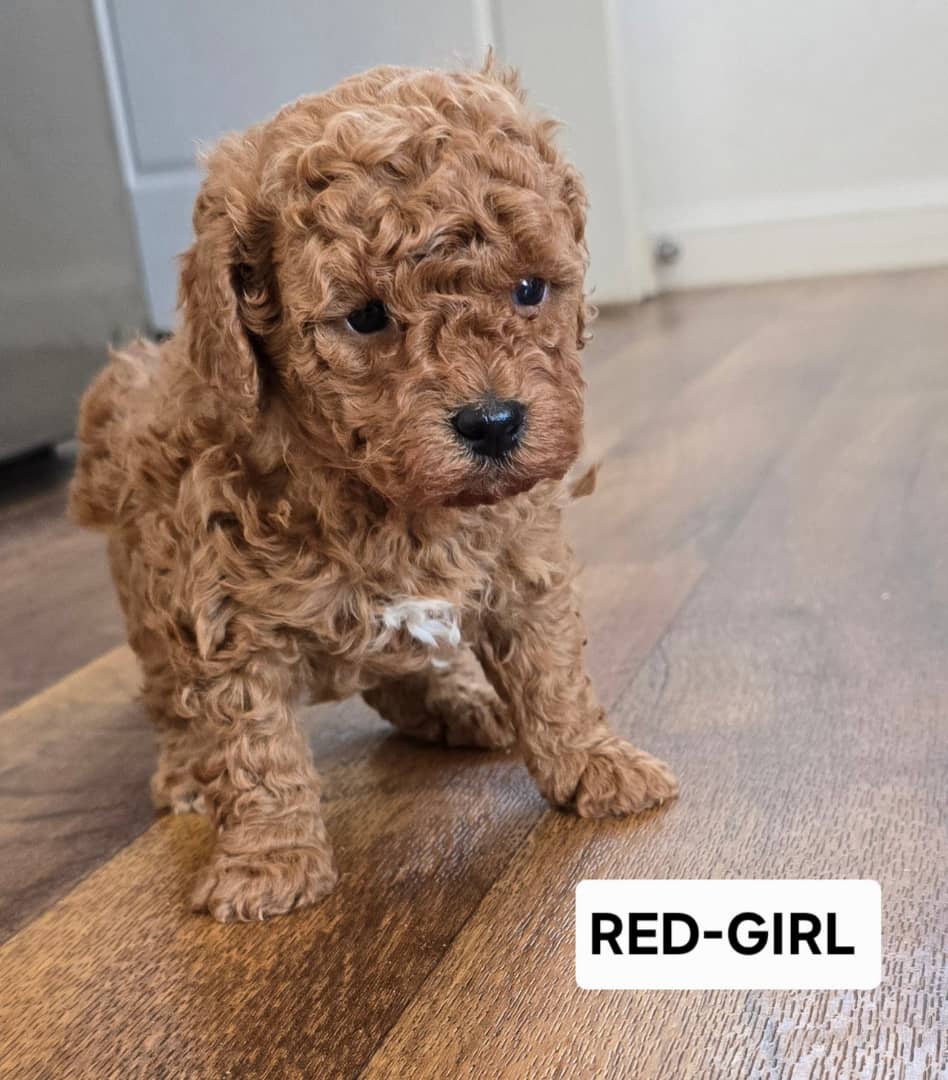 Toy poodle red girl