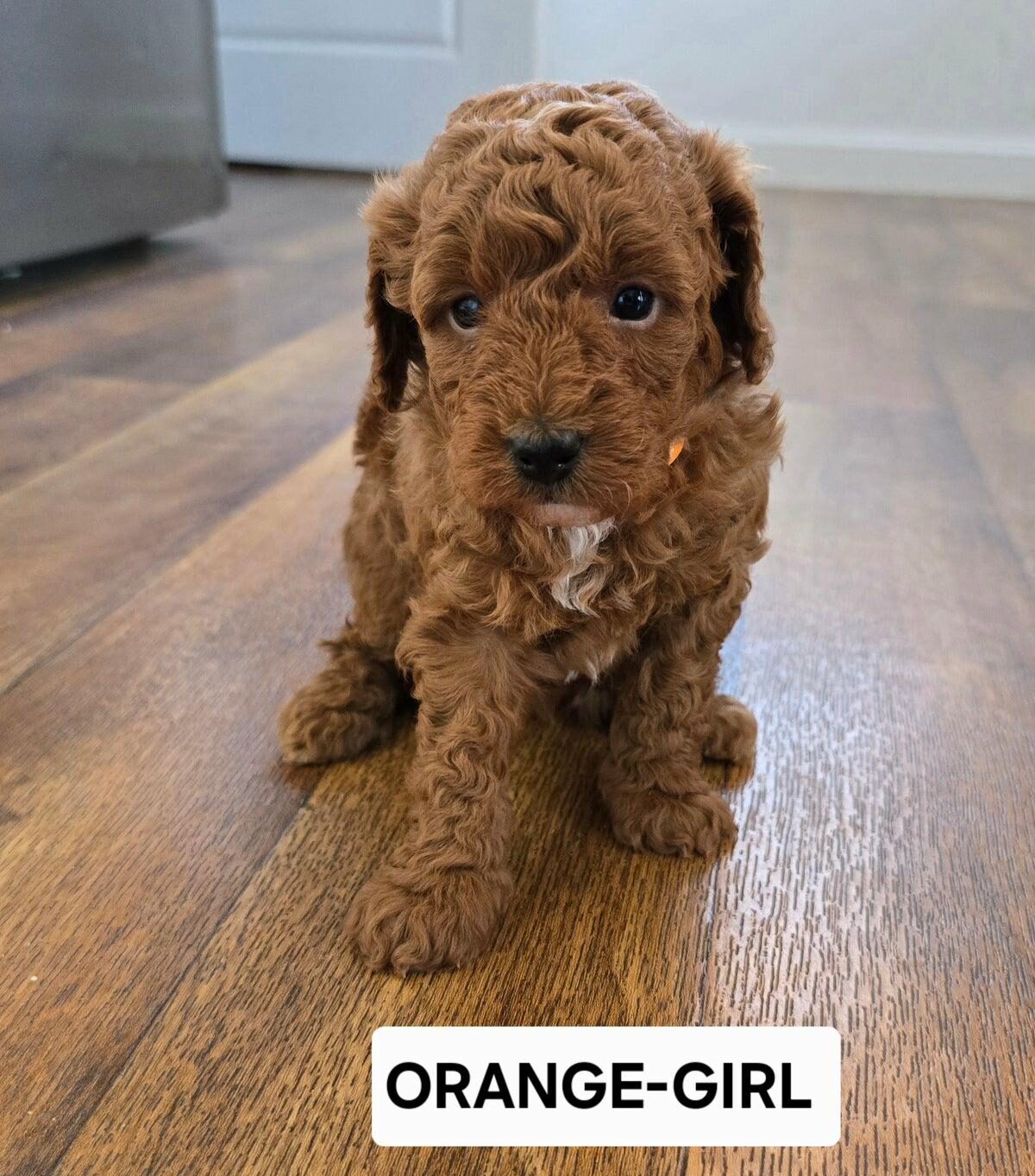 Toy poodle orange girl