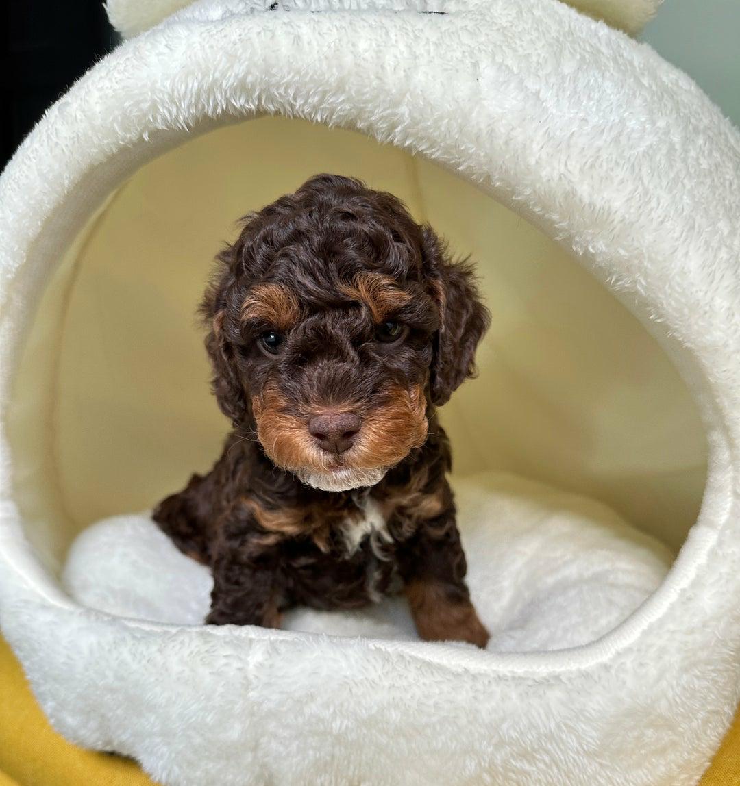 Cavapoo puppy Bella