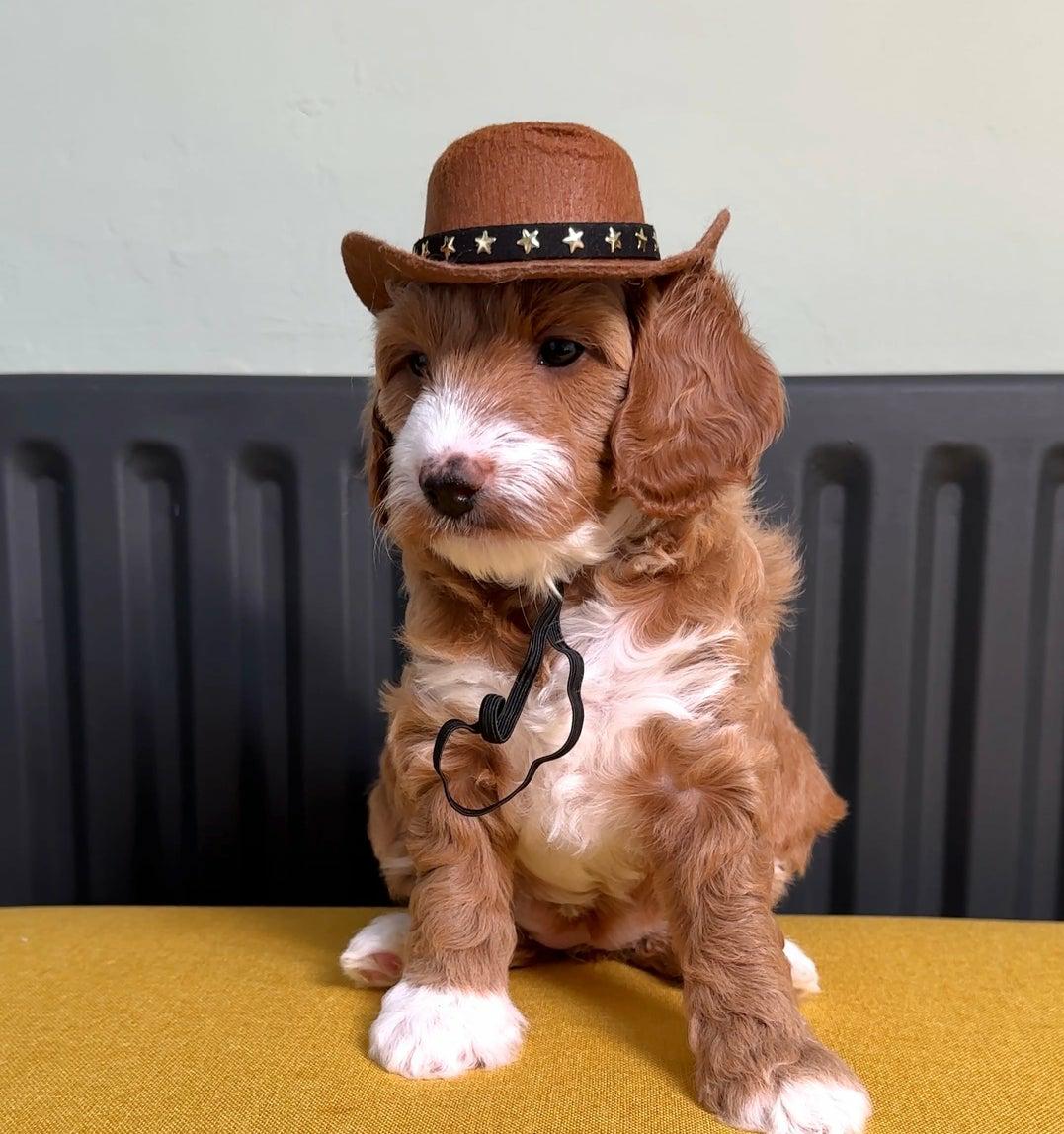 Cavapoo puppy Luna