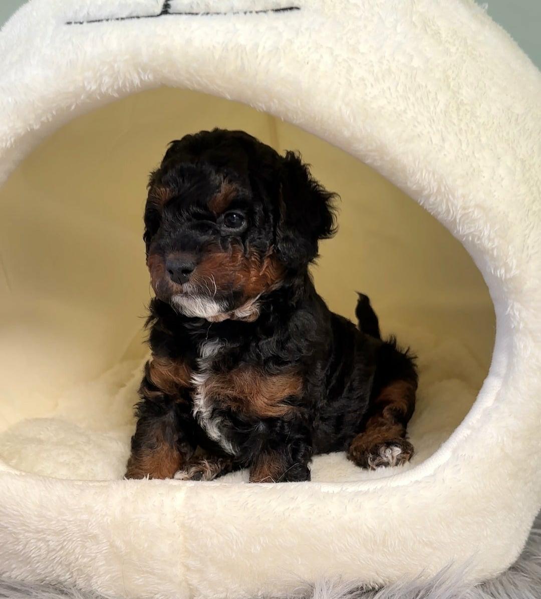 Cavapoo puppy Max